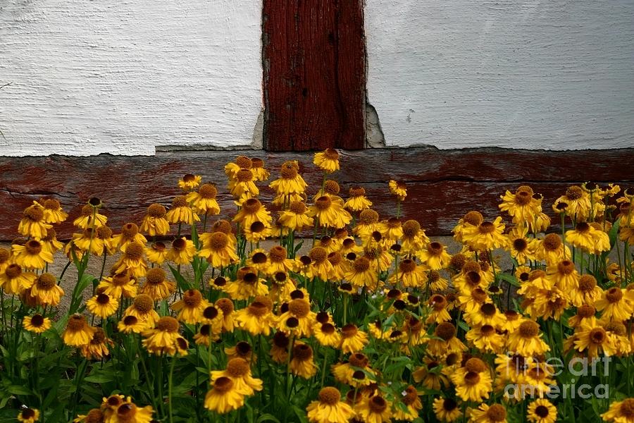 Sweden yellow flowers2 Photograph by Susanne Baumann
