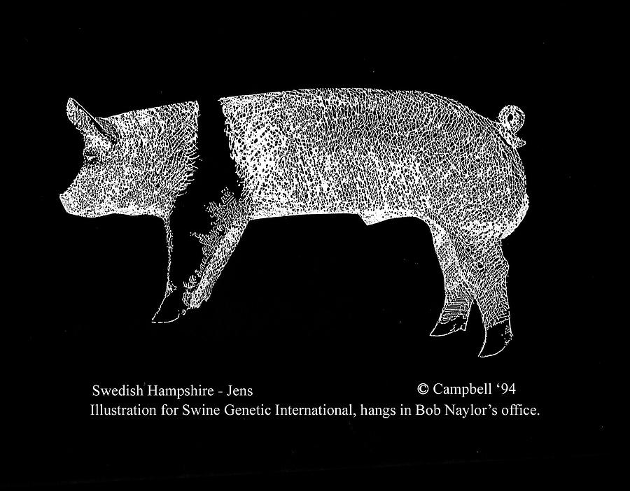 Swedish Hampshire Drawing by Larry Campbell
