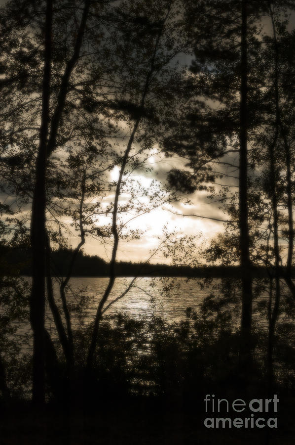Swedish lake glimpsed through trees Photograph by Peter Noyce