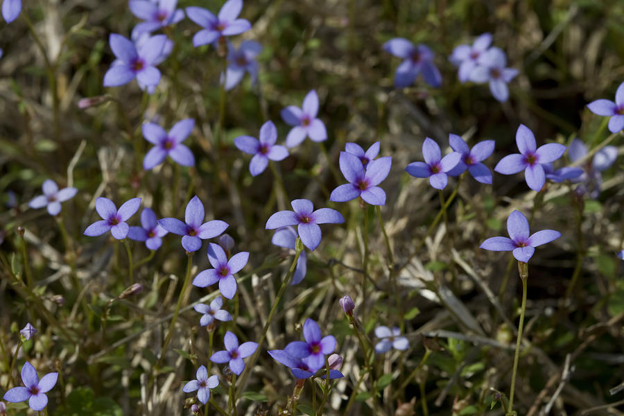 Flower Photograph - Sweet Alabama Tiny Bluet Wildflowers by Kathy Clark