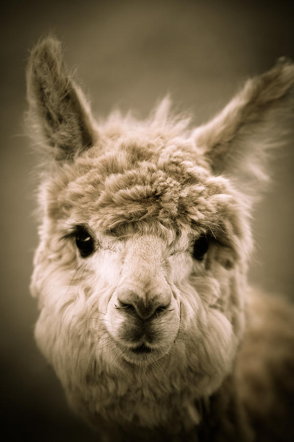 Sweet Alpaca Photograph by Shane Holsclaw