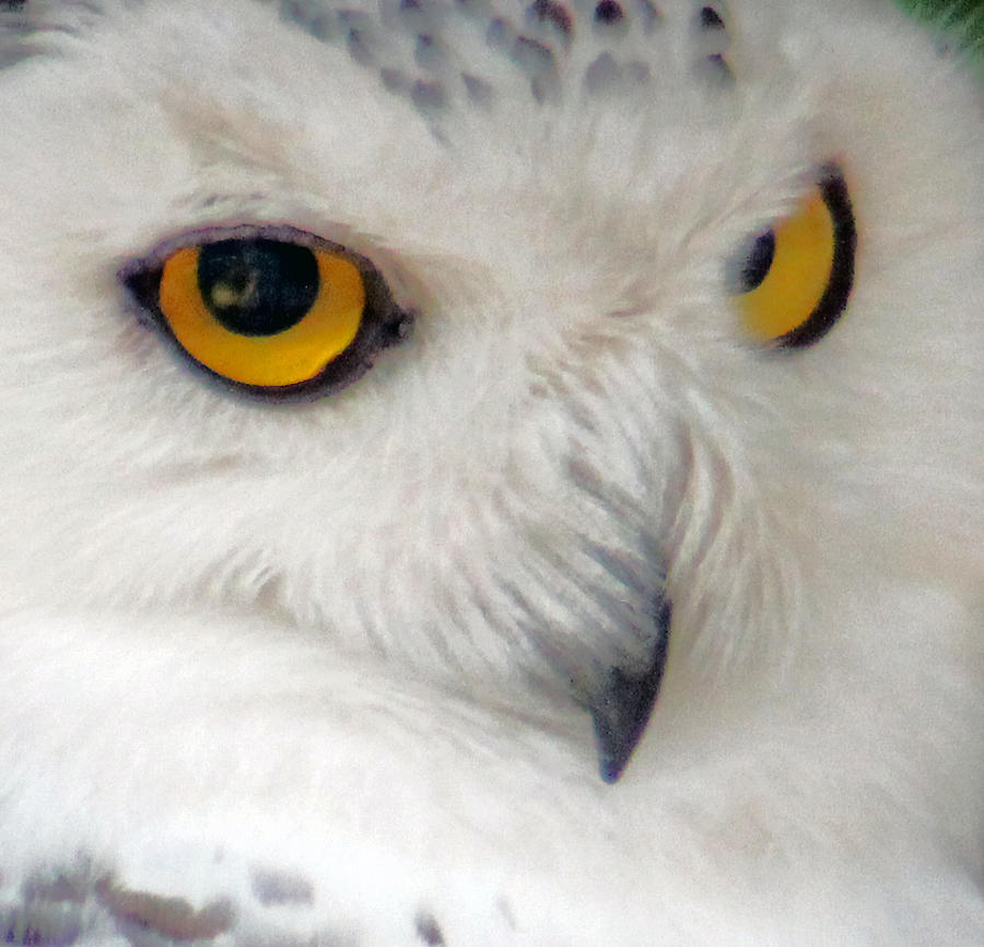 Owl Photograph - Sweet angry by Lily K