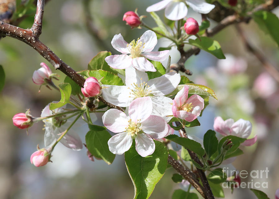 Spring Photograph - Sweet Apple Blossoms by Carol Groenen