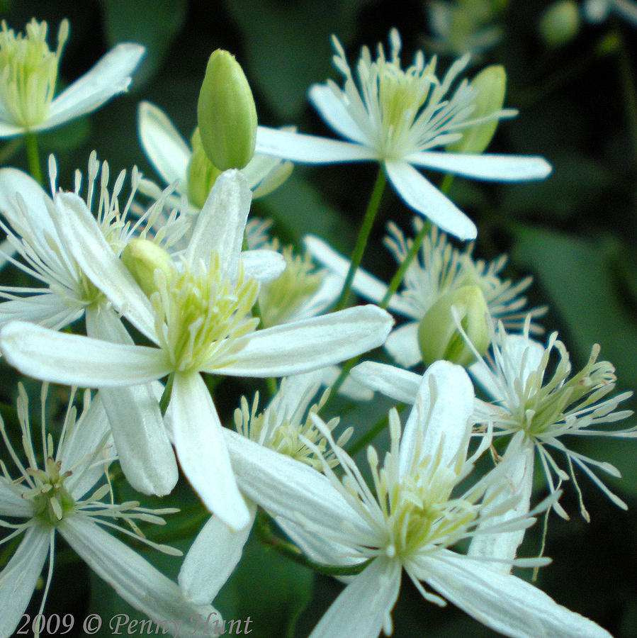 Sweet Autumn Clematis Macro Photograph by Penny Hunt