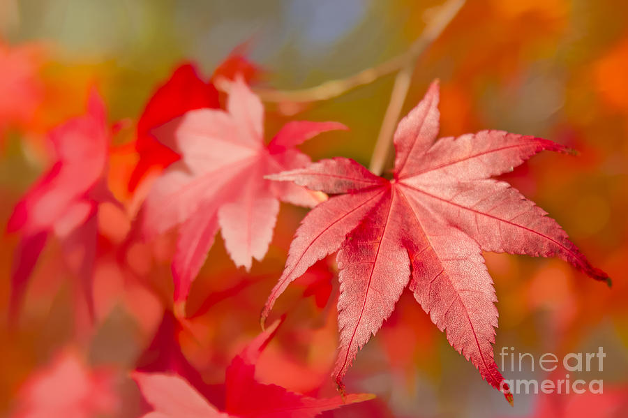 Leaves Photograph - Sweet Autumn  by Marilyn Cornwell