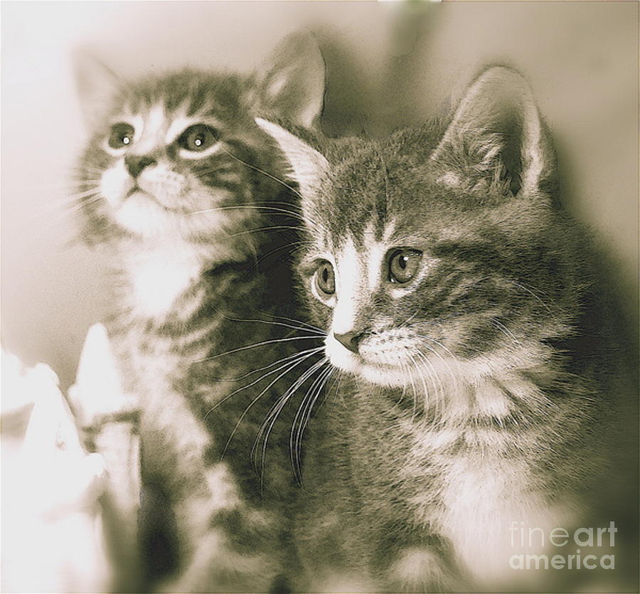 Cat Photograph - Sweet Babies by Linda Simon