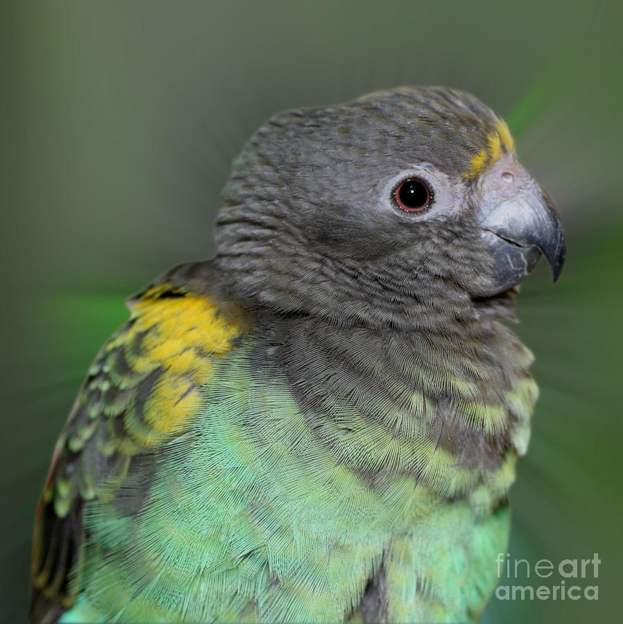 Sweet Baby Meyers Parrot Photograph by Smilin Eyes Treasures