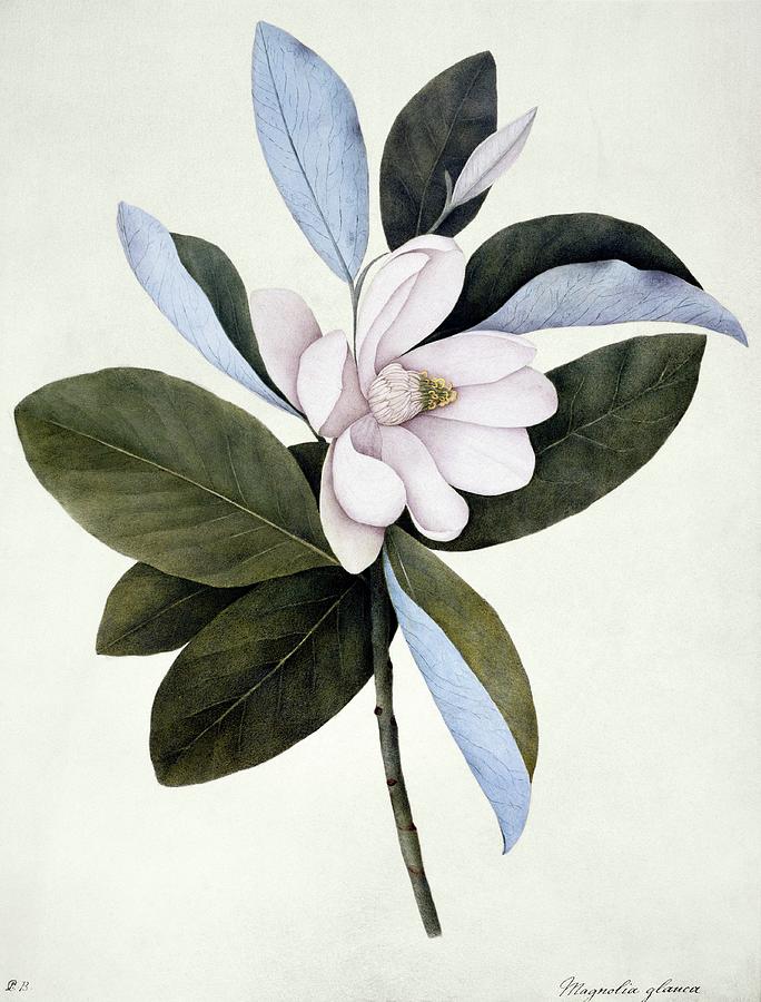Sweet Bay (magnolia Virginiana) Photograph by Natural History Museum ...