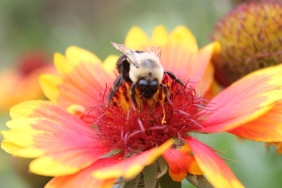 Sweet Bee Photograph by Ashley Cox - Fine Art America