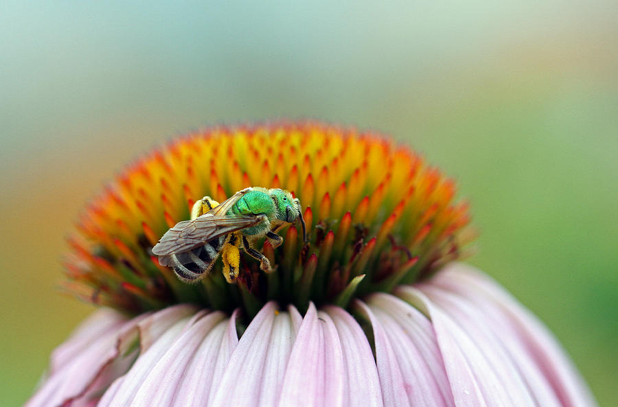 Sweet Bee Photograph by Juergen Roth