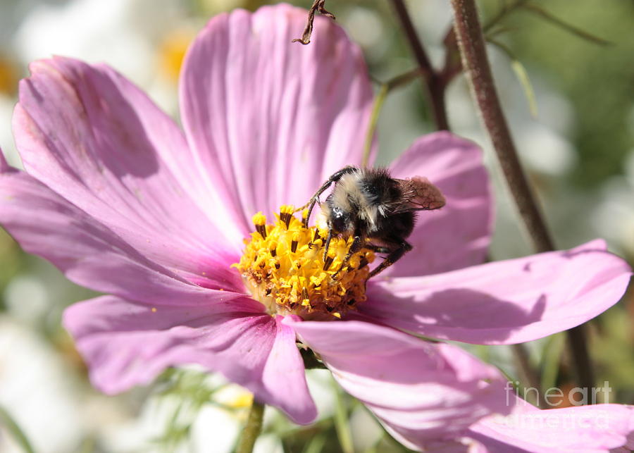Flower Photograph - Sweet Bee on Pink Cosmos by Carol Groenen