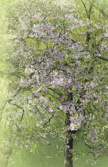 Sweet Blossom Tree Photograph by The Art Of Marilyn Ridoutt-Greene
