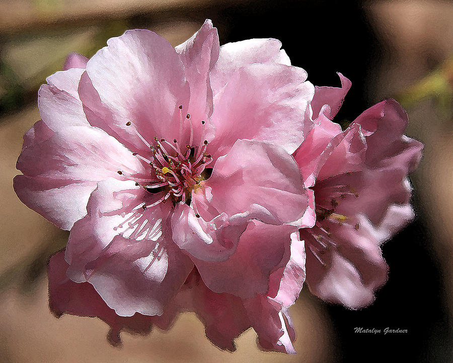 Sweet Blossoms Photograph by Matalyn Gardner