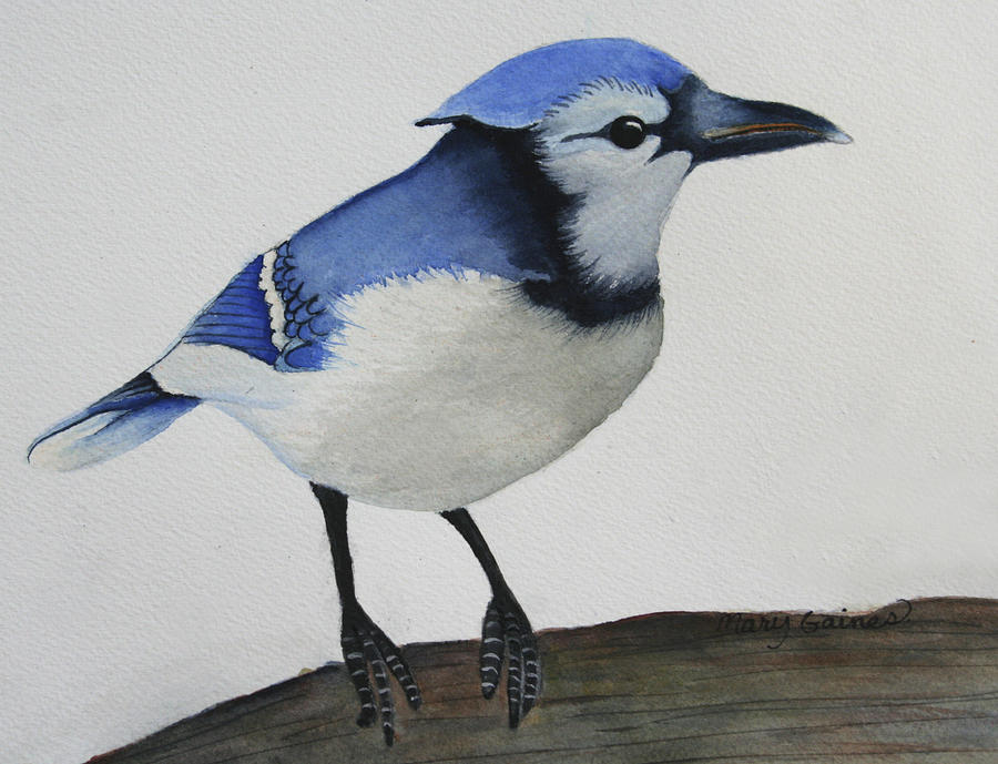 Sweet Blue Jay Painting by Mary Gaines
