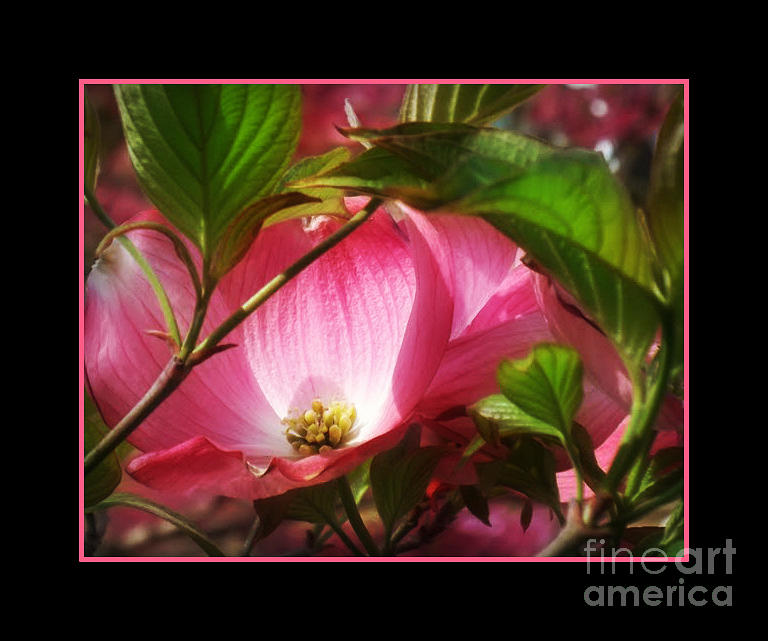 Flower Photograph - Sweet Blush of Spring - Tree in Bloom by Miriam Danar