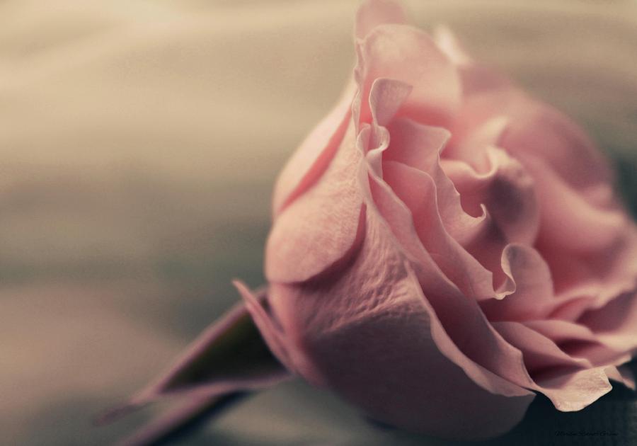 Rose Photograph - Sweet Blushing Love by The Art Of Marilyn Ridoutt-Greene