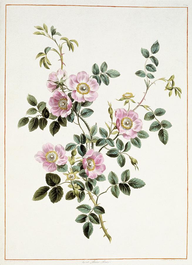 Sweet Briar Rose Rosa Rubiginosa Photograph by Natural History Museum, London/science Photo Library