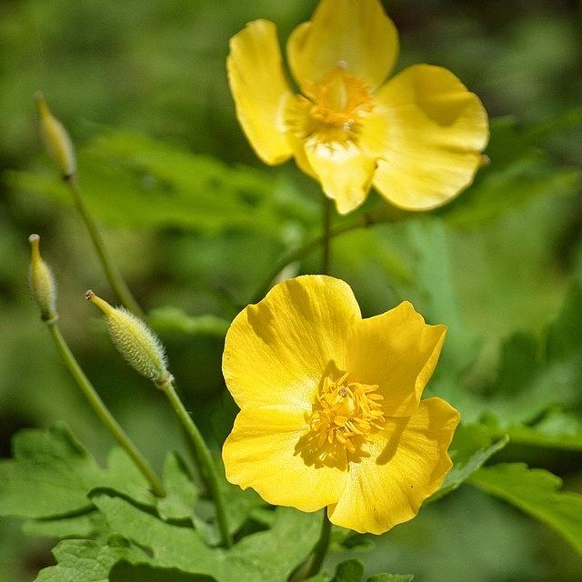 Spring Photograph - Sweet Buttercup.

#buttercup by Tiffany Anthony