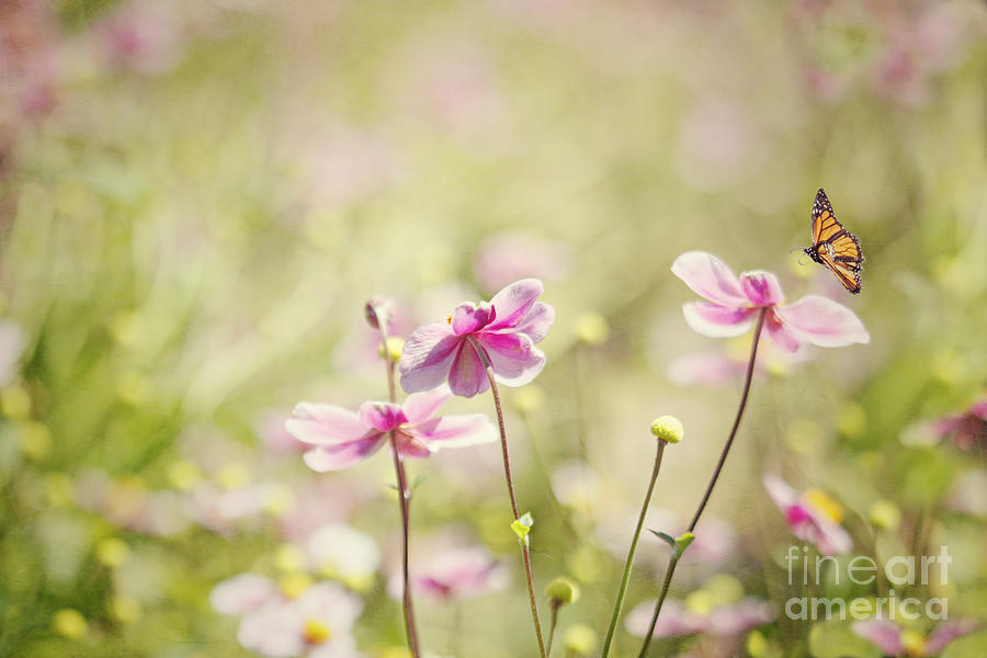 Sweet Butterfly Garden Photograph by Susan Gary