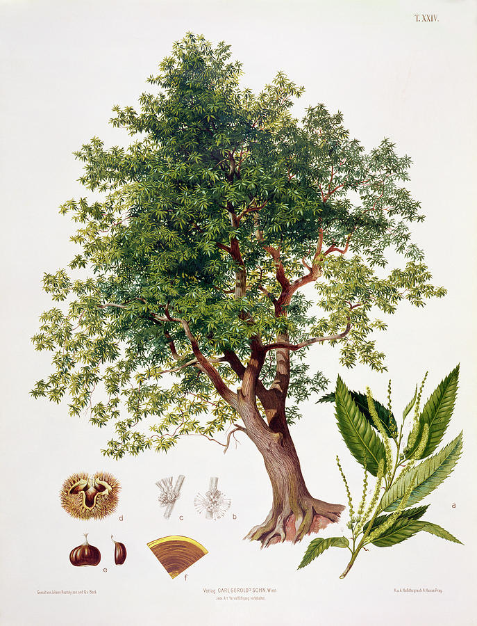 Sweet Chestnut Drawing by Johann Kautsky