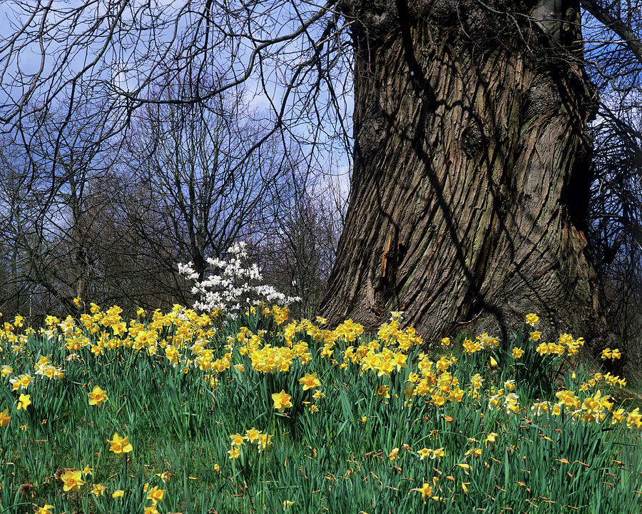 Nature Photograph - Sweet Chestnut Tree And Daffodils by Andy Williams/science Photo Library