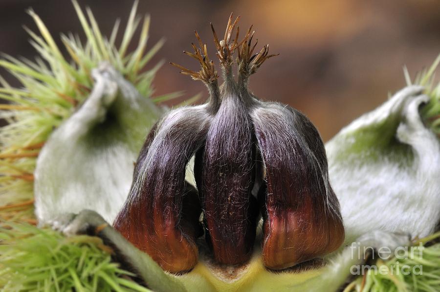 Still Life Photograph - Sweet Chestnuts (castanea Sativa) by Colin Varndell