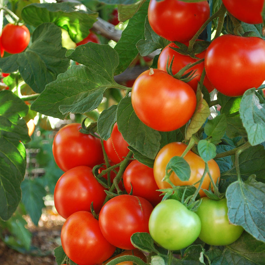 Tomato Photograph - Sweet Cluster Tomatoes by Steve Masley