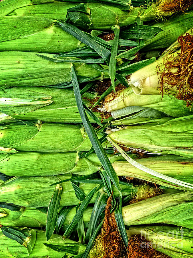 Sweet Corn for Sale Photograph by Dee Flouton