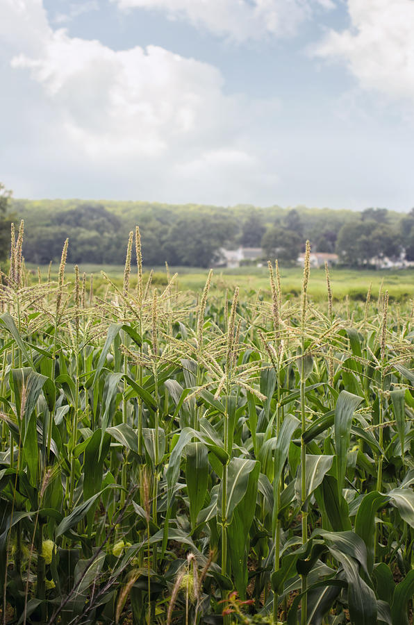 Sweet corn grows on a Connecticut farm Photograph by Marianne Campolongo