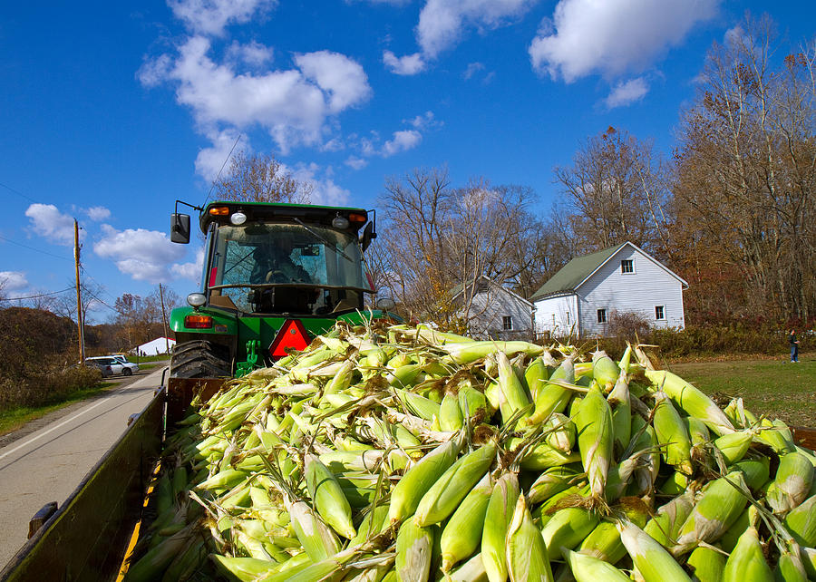 Sweet Corn Load Photograph by Tim Fitzwater