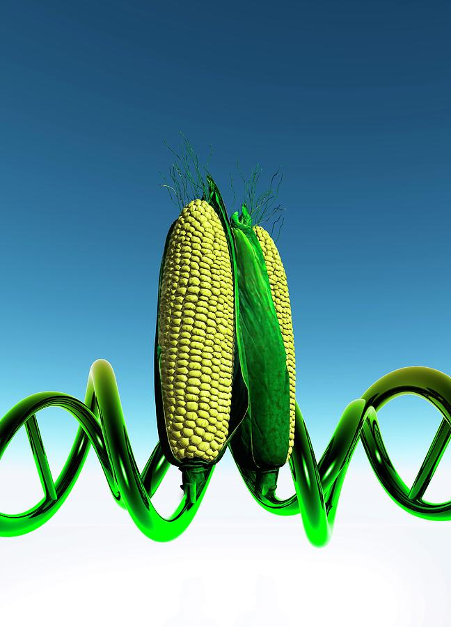 Sweet Corn With Dna Photograph by Victor Habbick Visions/science Photo ...