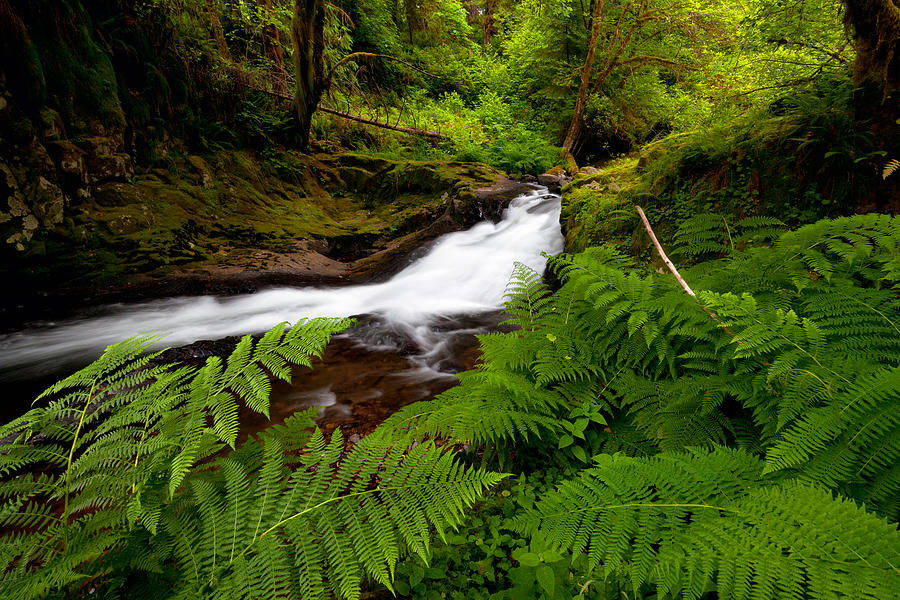 Sweet Creek Ferns Photograph by Andrew Kumler
