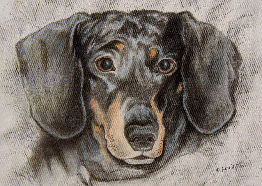 Sweet Dachshund Hopeful Eyes Drawing by Renee Forth-Fukumoto