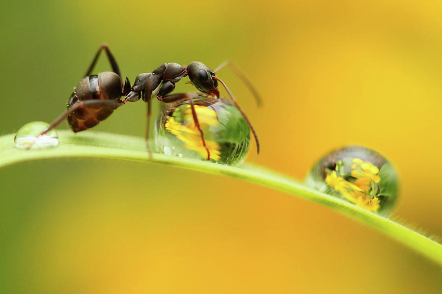 Ant Photograph - Sweet Dew by Liangdawei
