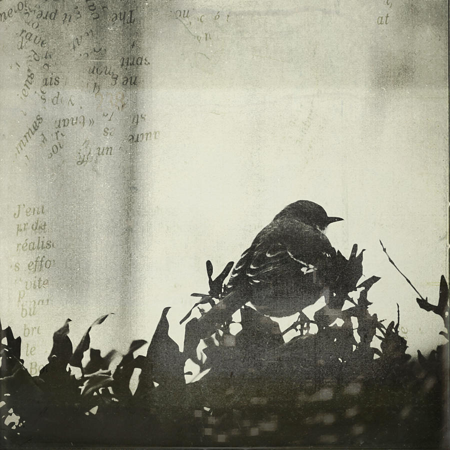 Mockingbird Photograph - Sweet Disposition by Trish Mistric