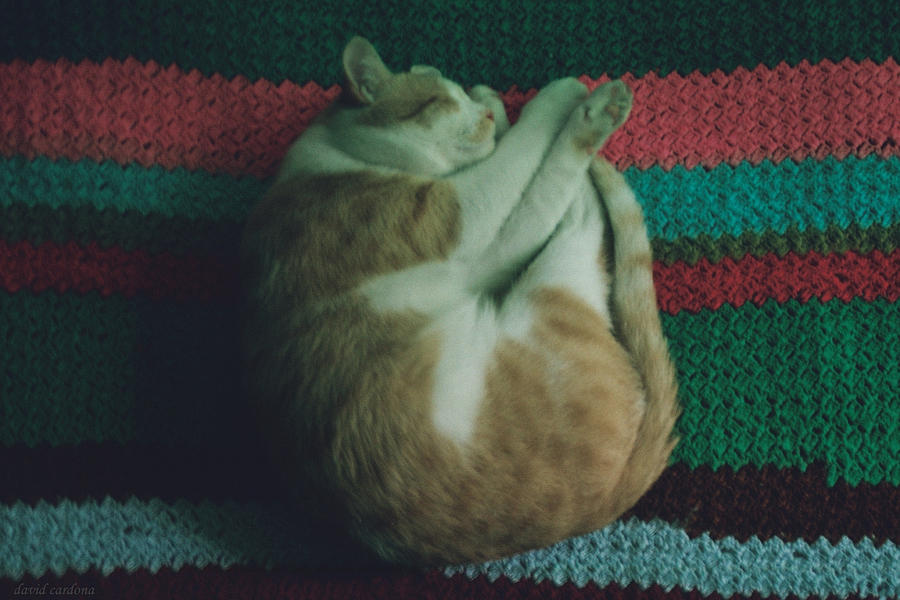Cat Photograph - Sweet Dreams are Made of This by David Cardona