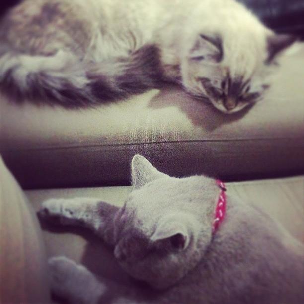 Beautiful Photograph - Sweet Dreams My Two Little Babies by May Pinky ✨ Beautiful Photograph - Sweet Dreams My Two Little Babies by May Pinky ✨