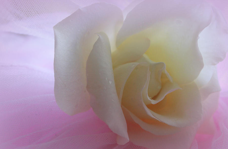 Rose Photograph - Sweet Dreams by The Art Of Marilyn Ridoutt-Greene