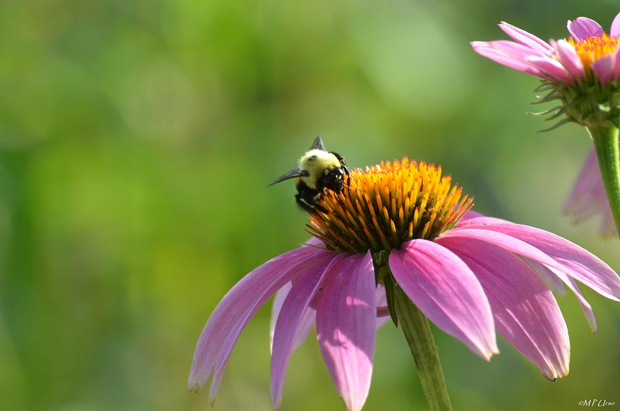 Flower Photograph - Sweet Echinacea by Maria Urso