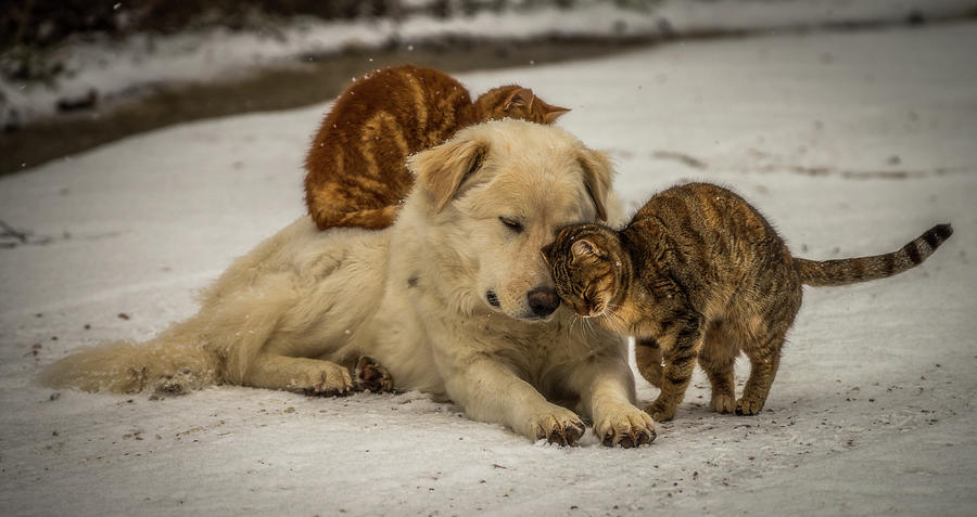 Dog Photograph - Sweet Effusions by Riccardo Lucidi Dog Photograph - Sweet Effusions by Riccardo Lucidi