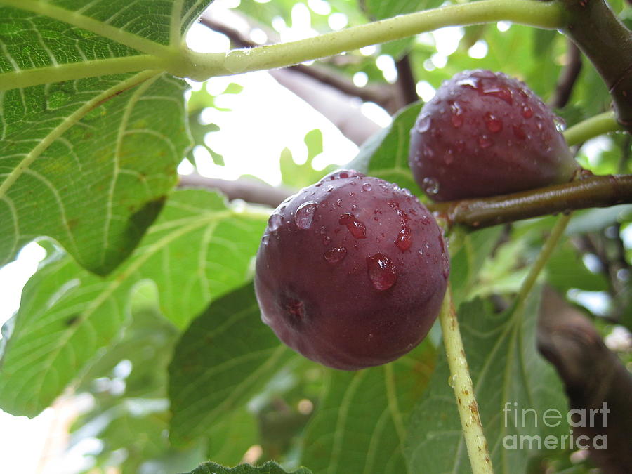 Sweet Summer Fresh Figs - Fruit Tree Photograph by Susan Carella