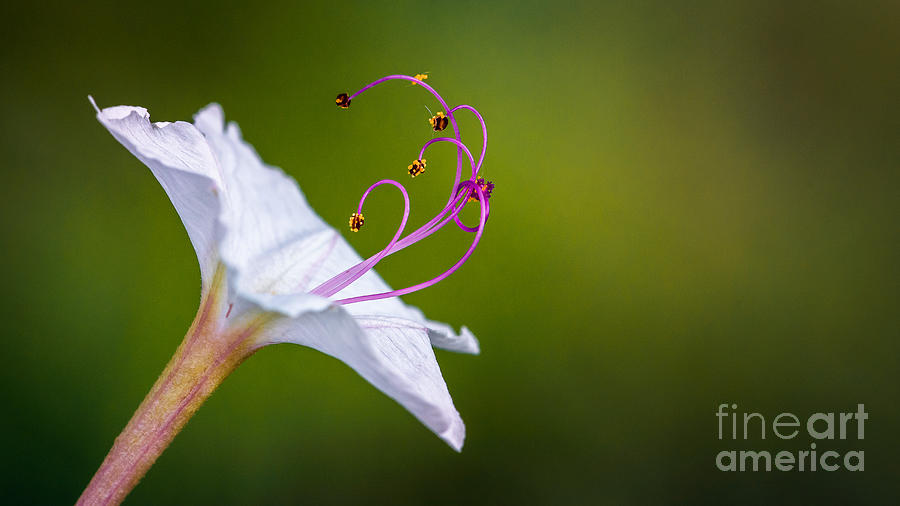 Sweet Four OClock Flower 2 Photograph by Al Andersen