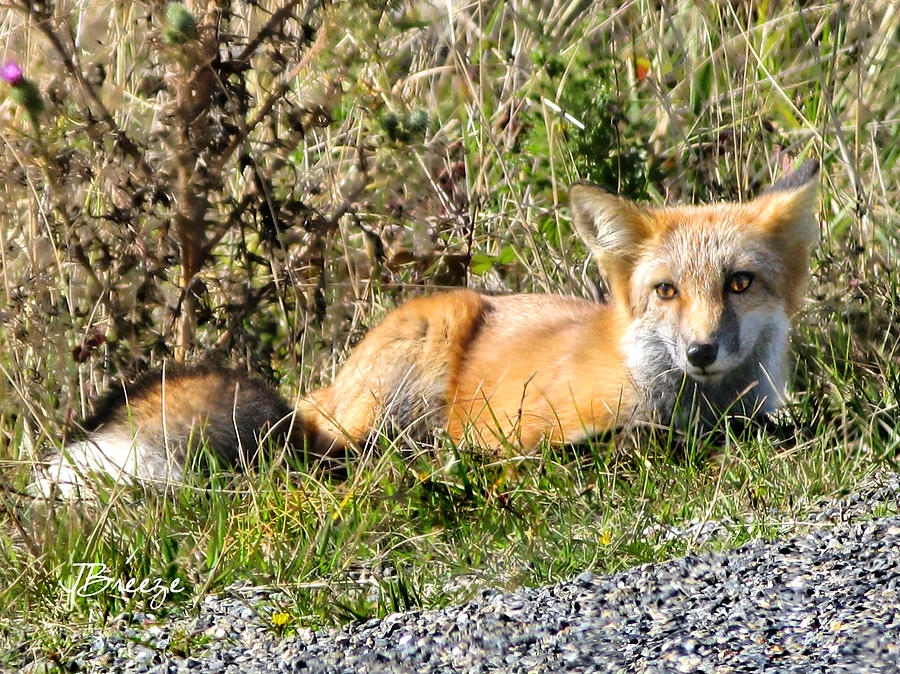 Sweet Fox Photograph by Jennie Breeze
