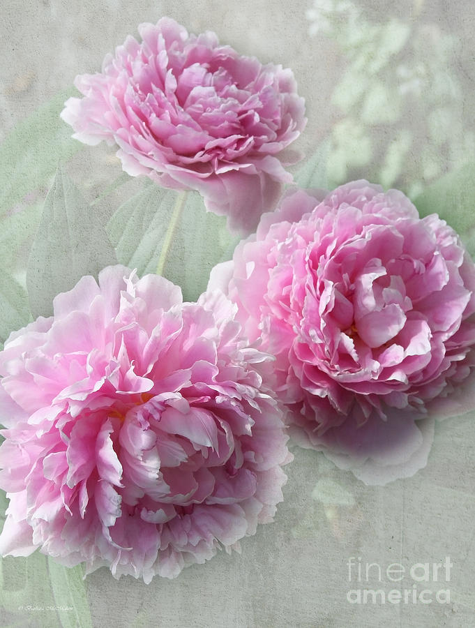 Sweet Fragrance of Peonies Photograph by Barbara McMahon