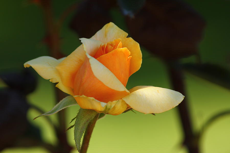 Sweet fragrance Photograph by Raquel Amaral | Fine Art America