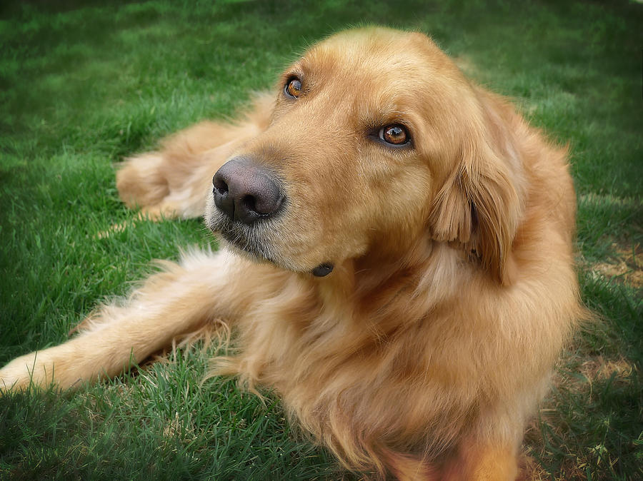 Sweet Golden Retriever Photograph by Larry Marshall
