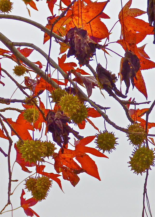 Sweet Gum Balls Photograph by Jean Wright