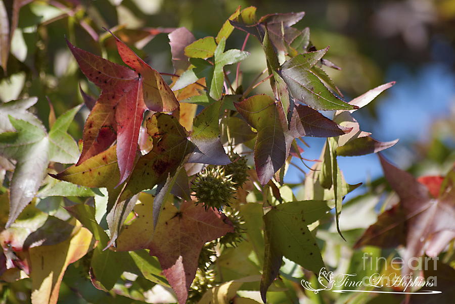 Sweet Gum Leaves 20121004_308 Photograph by Tina Hopkins