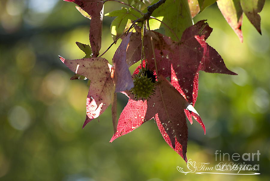 Sweet Gum Leaves 20121004_321 Photograph by Tina Hopkins