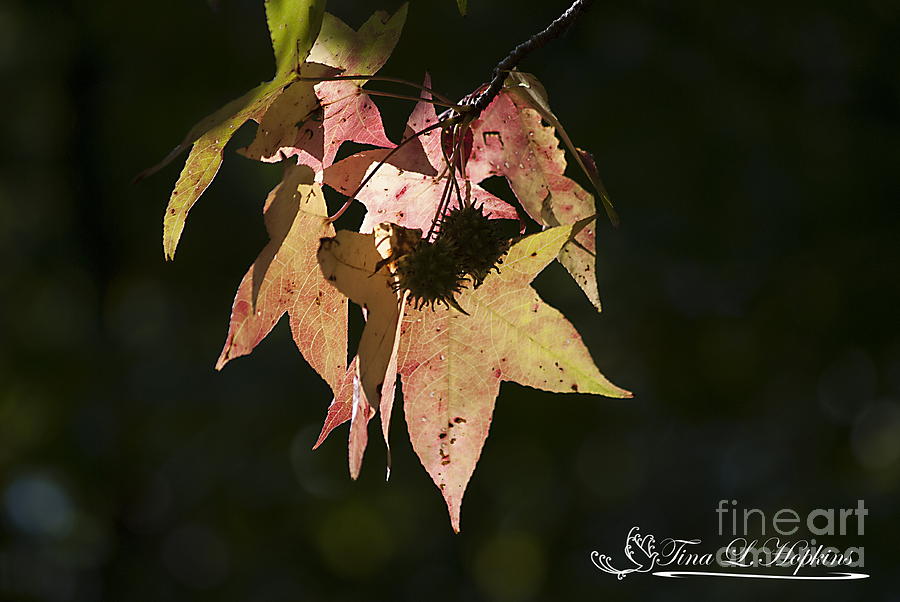 Sweet Gum Leaves 20121004_324 Photograph by Tina Hopkins